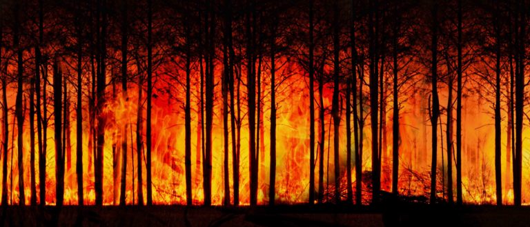 Australia: Forests of Fire