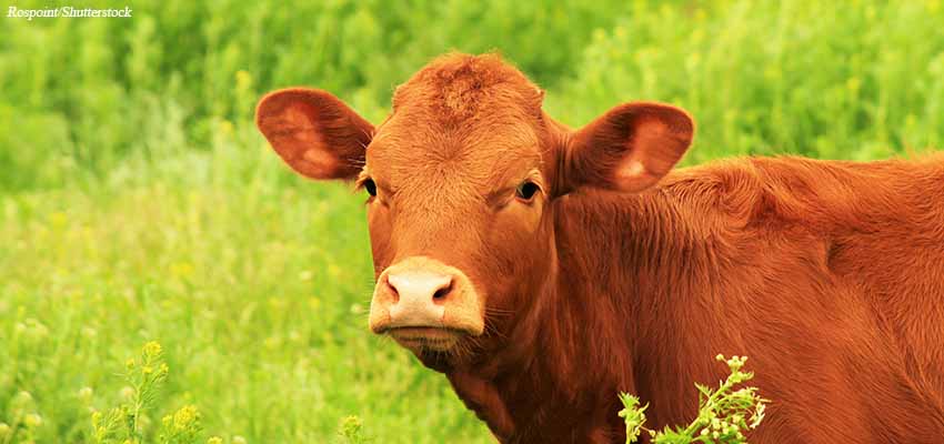 Finding the Red Heifer